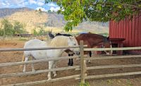 Pferde auf der Hat Creek Ranch &ndash; &copy; Kristin Weigel (Eberhardt TRAVEL)