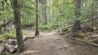 Kleine Wanderung zu den Dawson Falls &ndash; &copy; Kristin Weigel (Eberhardt TRAVEL)