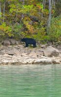 Schwarzbär am Ufer &ndash; &copy; Kristin Weigel (Eberhardt TRAVEL)