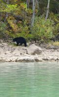 Schwarzbär am Ufer &ndash; &copy; Kristin Weigel (Eberhardt TRAVEL)