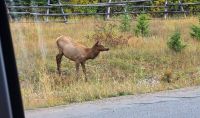 Wapiti bei Japser &ndash; &copy; Kristin Weigel (Eberhardt TRAVEL)
