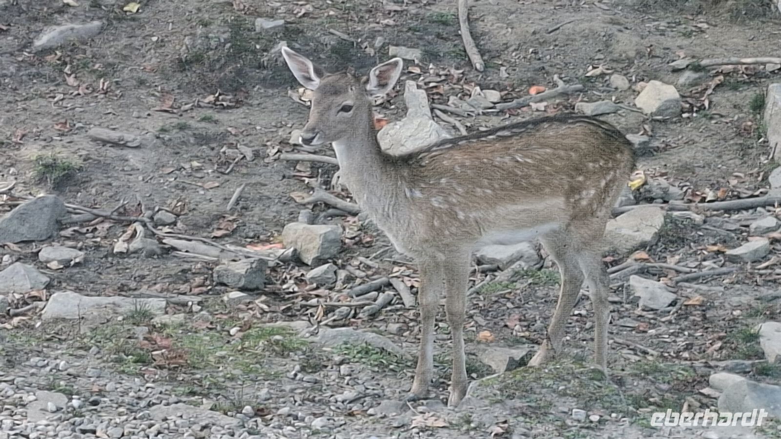 Omega Wildpark Dammwild Kitz.jpg &ndash; &copy; Katja Haubold (Eberhardt TRAVEL)