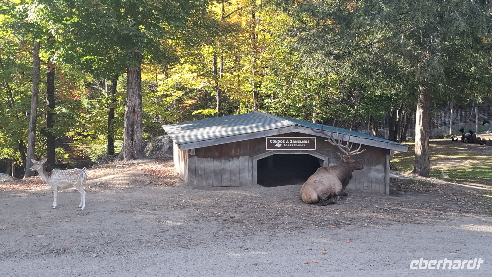 Omega Wildpark Wapiti Hirsch.jpg &ndash; &copy; Katja Haubold (Eberhardt TRAVEL)