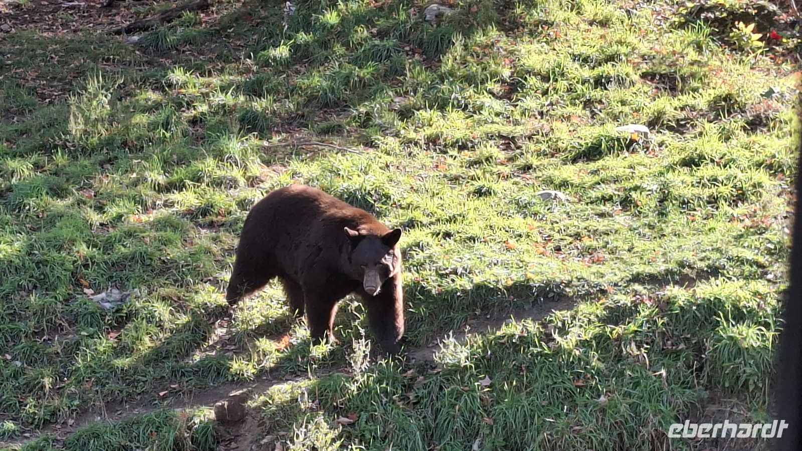 Omega Wildpark Schwarzbär.jpg &ndash; &copy; Katja Haubold (Eberhardt TRAVEL)