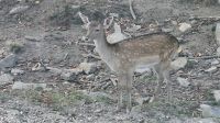 Omega Wildpark Dammwild Kitz.jpg &ndash; &copy; Katja Haubold (Eberhardt TRAVEL)