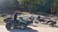 Omega Wildpark Wildschweine.jpg &ndash; &copy; Katja Haubold (Eberhardt TRAVEL)