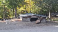 Omega Wildpark Wapiti Hirsch.jpg &ndash; &copy; Katja Haubold (Eberhardt TRAVEL)