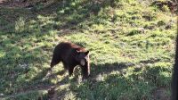 Omega Wildpark Schwarzbär.jpg &ndash; &copy; Katja Haubold (Eberhardt TRAVEL)