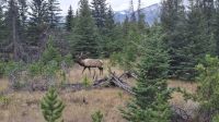 Wapiti Hirsch.jpg &ndash; &copy; Katja Haubold (Eberhardt TRAVEL)