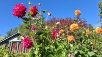 Butchards Garden.jpg &ndash; &copy; Katja Haubold (Eberhardt TRAVEL)