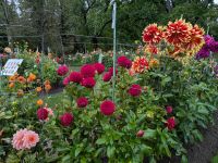 7) Royal Public Gardens Halifax, Kanada &ndash; &copy; Teresa Rumpel (Eberhardt TRAVEL)