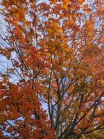 45) Indian Summer Cape Breton Island, Kanada &ndash; &copy; Teresa Rumpel (Eberhardt TRAVEL)