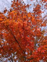 46) Indian Summer Cape Breton Island, Kanada &ndash; &copy; Teresa Rumpel (Eberhardt TRAVEL)
