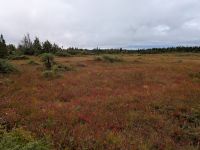 71) Bog Trail im Cape Breton Highlands Nationalpark, Kanada &ndash; &copy; Teresa Rumpel (Eberhardt TRAVEL)