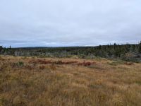 73) Bog Trail im Cape Breton Highlands Nationalpark, Kanada &ndash; &copy; Teresa Rumpel (Eberhardt TRAVEL)