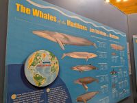76) Whale Interpretive Center, Pleasant Bay, Kanada &ndash; &copy; Teresa Rumpel (Eberhardt TRAVEL)