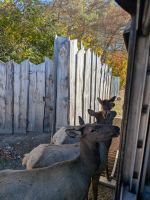 285) Empfangskomitee im Omega Tierpark, Kanada &ndash; &copy; Teresa Rumpel (Eberhardt TRAVEL)