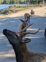 286) Omega Tierpark, Kanada &ndash; &copy; Teresa Rumpel (Eberhardt TRAVEL)
