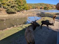 287) Omega Tierpark, Kanada &ndash; &copy; Teresa Rumpel (Eberhardt TRAVEL)