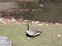 288) Omega Tierpark, Kanada &ndash; &copy; Teresa Rumpel (Eberhardt TRAVEL)