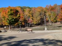 290) Omega Tierpark, Kanada &ndash; &copy; Teresa Rumpel (Eberhardt TRAVEL)