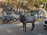 292) Omega Tierpark, Kanada &ndash; &copy; Teresa Rumpel (Eberhardt TRAVEL)