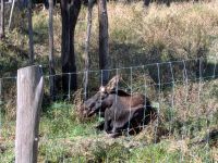 298) Omega Tierpark, Kanada &ndash; &copy; Teresa Rumpel (Eberhardt TRAVEL)