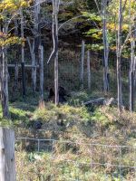 299) Omega Tierpark, Kanada &ndash; &copy; Teresa Rumpel (Eberhardt TRAVEL)