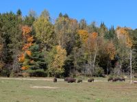 301) Omega Tierpark, Kanada &ndash; &copy; Teresa Rumpel (Eberhardt TRAVEL)