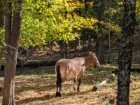 302) Omega Tierpark, Kanada &ndash; &copy; Teresa Rumpel (Eberhardt TRAVEL)