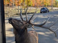304) Omega Tierpark, Kanada &ndash; &copy; Teresa Rumpel (Eberhardt TRAVEL)