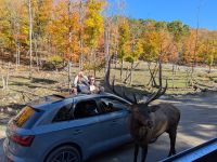 305) Omega Tierpark, Kanada &ndash; &copy; Teresa Rumpel (Eberhardt TRAVEL)
