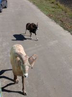 306) Omega Tierpark, Kanada &ndash; &copy; Teresa Rumpel (Eberhardt TRAVEL)