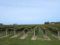 481) Weingut Konzelmann, Niagara on the Lake, Kanada &ndash; &copy; Teresa Rumpel (Eberhardt TRAVEL)