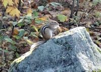 Streifenhörnchen beim Frühstück &ndash; &copy; Gunter Looß (Eberhardt TRAVEL)