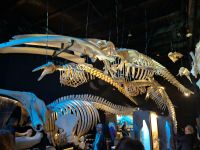 Ausstellungsraum im Musseum der Meeressäuger