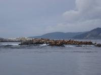 Sea Lions &ndash; &copy; Ralf Mehnert (Eberhardt TRAVEL)