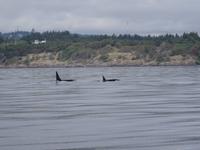 Auf Walbeobachtungstour - Orcas &ndash; &copy; Ralf Mehnert (Eberhardt TRAVEL)