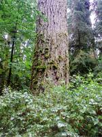 Im Mac Millan Provincial Park &ndash; &copy; Lydia Gräbner (Eberhardt TRAVEL)