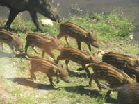 Ferkelchen &ndash; &copy; Julia Grunwald (Eberhardt TRAVEL)