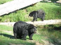 Schwarzbären &ndash; &copy; Julia Grunwald (Eberhardt TRAVEL)