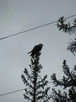 Seeadler &ndash; &copy; Julia Grunwald (Eberhardt TRAVEL)