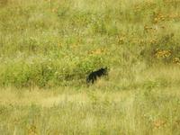 Schwarzbär  &ndash; &copy; Manuela Kreuz (Eberhardt TRAVEL)
