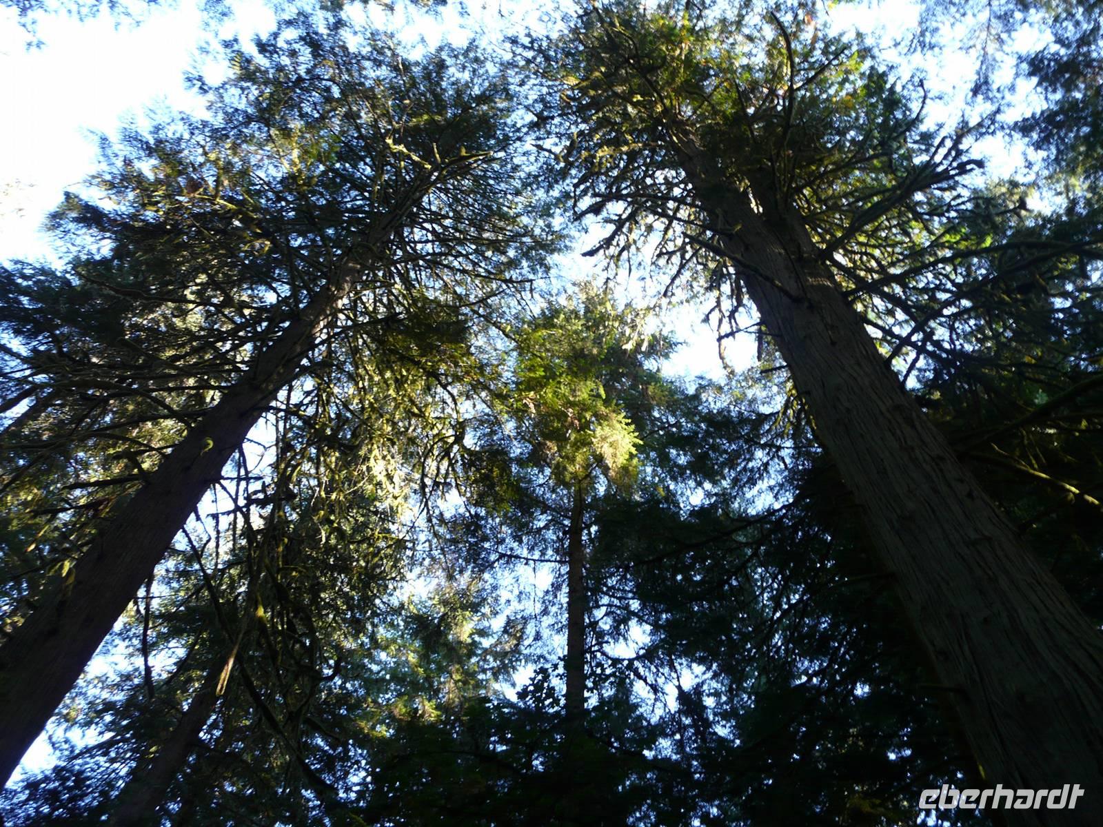 Cathedral Grove &ndash; &copy; Anne Sturm (Eberhardt TRAVEL)