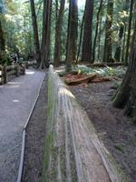 Cathedral Grove &ndash; &copy; Anne Sturm (Eberhardt TRAVEL)