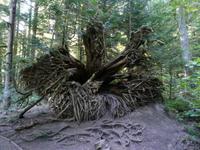 Cathedral Grove &ndash; &copy; Anne Sturm (Eberhardt TRAVEL)