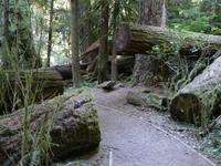 Cathedral Grove &ndash; &copy; Anne Sturm (Eberhardt TRAVEL)