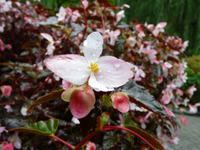 Butchart Gardens &ndash; &copy; Anne Sturm (Eberhardt TRAVEL)