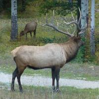 Wapitihirsch &ndash; &copy; Kerstin Hugel (Eberhardt TRAVEL)
