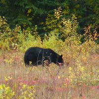 Schwarzbär &ndash; &copy; Kerstin Hugel (Eberhardt TRAVEL)